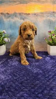 Teddy F1B, a male Cavapoo for sale in Pittsford, MI – Photo 2 of 3