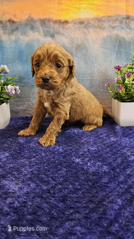 Teddy F1B – Cavapoo puppy for sale in Pittsford, MI