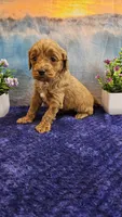 Teddy F1B, a male Cavapoo for sale in Pittsford, MI – Photo 1 of 3