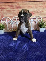 Tiger, a male Boxer for sale in Pittsford, MI – 5 of 5