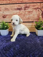 King F1B, a male Cavapoo for sale in Pittsford, MI – Photo 3 of 4