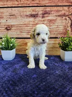 King F1B, a male Cavapoo for sale in Pittsford, MI – Photo 2 of 4