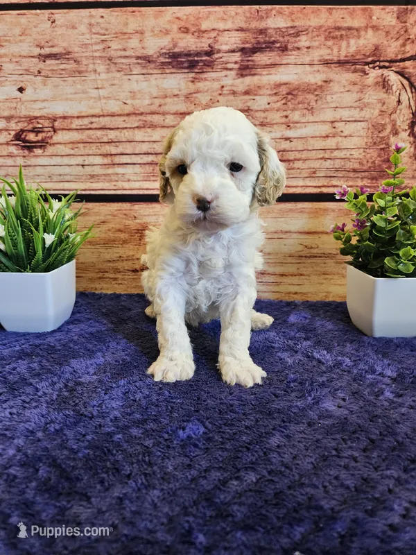King F1B – Cavapoo puppy on hold in Pittsford, MI