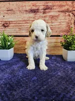 King F1B, a male Cavapoo for sale in Pittsford, MI – Photo 1 of 4