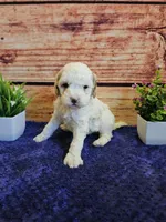 King F1B, a male Cavapoo for sale in Pittsford, MI – Photo 4 of 4