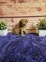 Ozzy F1B , a male Cavapoo for sale in Pittsford, MI – 3 of 3