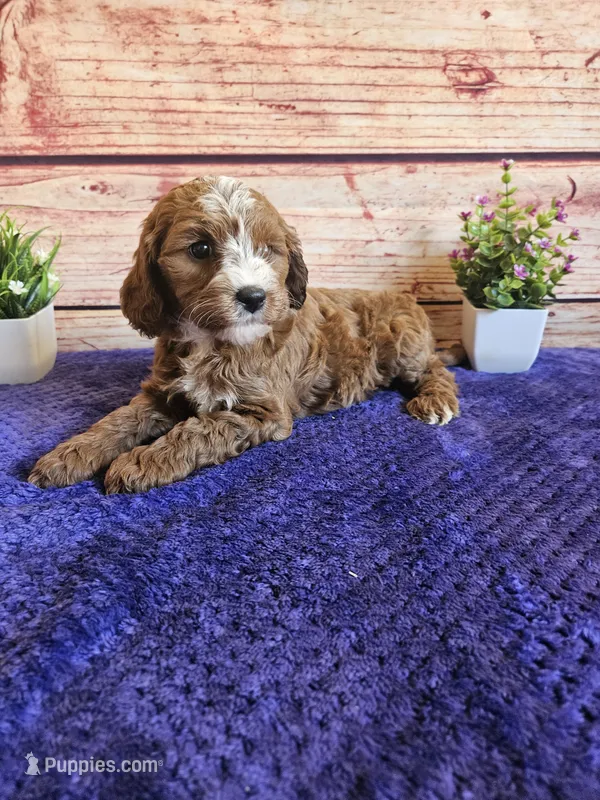 ❤️Luna F1b❤️ – Cavapoo puppy for sale in Pittsford, MI