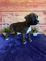 Tulip AKC, a female Boxer for sale in Pittsford, MI – 8 of 8
