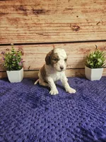 Bella F1b , a female Cavapoo for sale in Pittsford, MI – 2 of 4