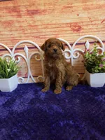 Spot F1b, a male Cavapoo for sale in Pittsford, MI – 2 of 5