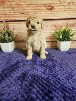 🩷Abby F1b 🩷, a female Miniature Goldendoodle for sale in Pittsford, MI – 2 of 4