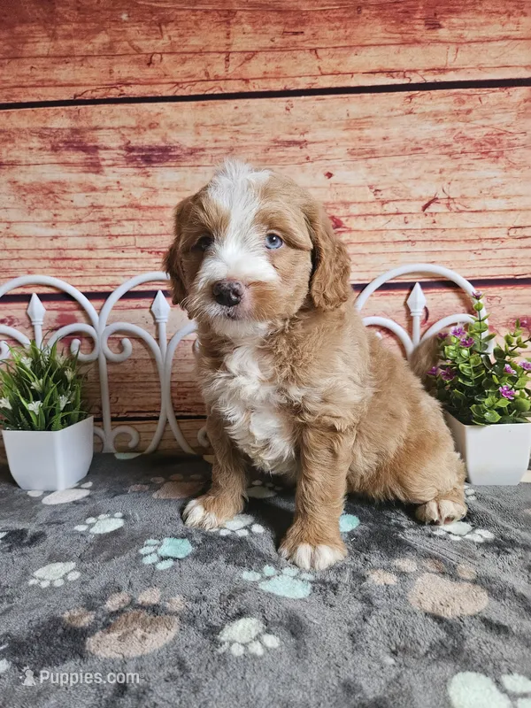 💙Jack F1b 💙 – Miniature Goldendoodle puppy for sale in Pittsford, MI