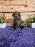 💙Rocky F1b 💙, a male Miniature Goldendoodle for sale in Pittsford, MI – 2 of 4