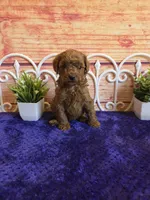 Oscar F1b, a male Cavapoo for sale in Pittsford, MI – 1 of 6