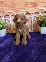 Timmy F1b, a male Cavapoo for sale in Pittsford, MI – 3 of 3