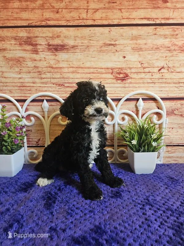 Bruce F1b – Cavapoo puppy for sale in Pittsford, MI