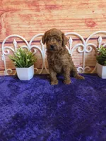 Oscar F1b, a male Cavapoo for sale in Pittsford, MI – 6 of 6