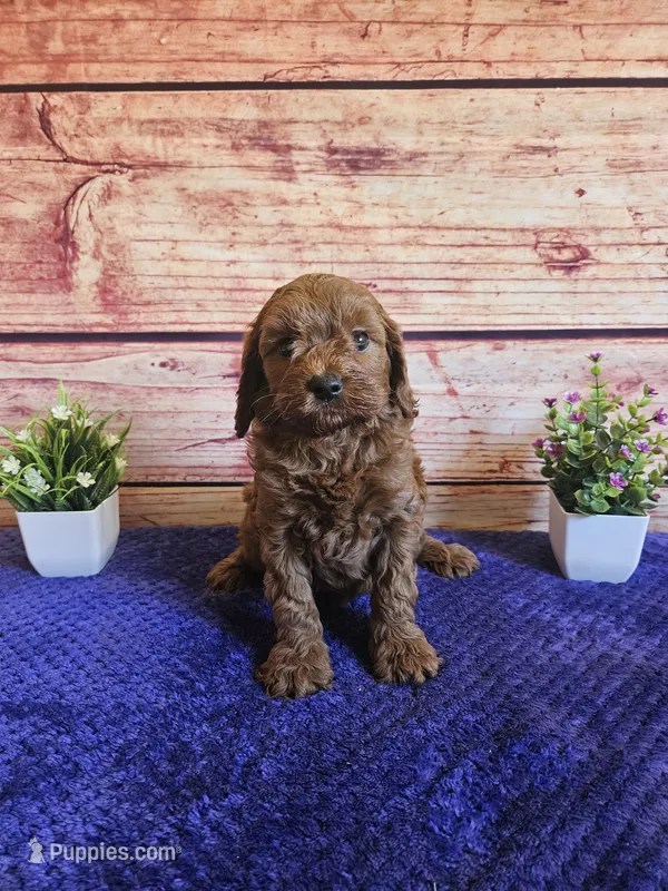 ❤️Hazel F1b❤️ – Cavapoo puppy for sale in Pittsford, MI