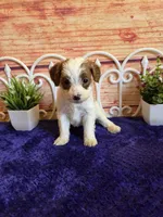 Fawn F1b, a female Cavapoo for sale in Pittsford, MI – 2 of 5