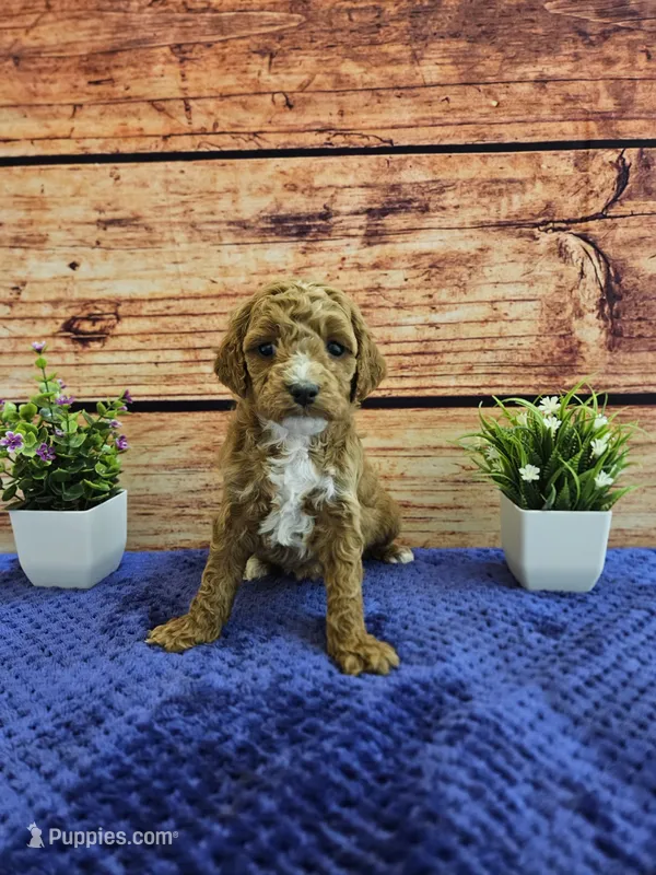 Lilac F1B – Cavapoo puppy for sale in Pittsford, MI