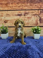 Lilac F1B, a female Cavapoo for sale in Pittsford, MI – Photo 1 of 4