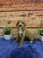 Lilac F1B, a female Cavapoo for sale in Pittsford, MI – Photo 4 of 4