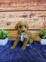 Lilac F1B, a female Cavapoo for sale in Pittsford, MI – Photo 3 of 4