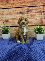 Lilac F1B, a female Cavapoo for sale in Pittsford, MI – Photo 3 of 4