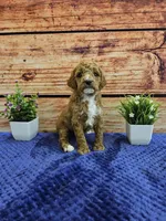 Lilac F1B, a female Cavapoo for sale in Pittsford, MI – Photo 2 of 4