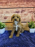 Lilac F1B, a female Cavapoo for sale in Pittsford, MI – Photo 4 of 4