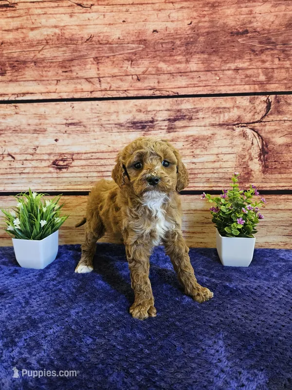 Lilac F1B – Cavapoo puppy for sale in Pittsford, MI