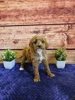 Lilac F1B, a female Cavapoo for sale in Pittsford, MI – Photo 1 of 4