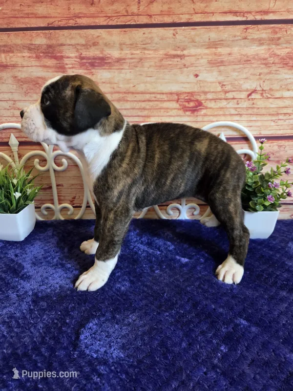 Miley AKC – Boxer puppy for sale in Pittsford, MI