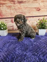 Owen F1b , a male Cavapoo for sale in Pittsford, MI – 4 of 4
