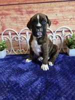 Tiger, a male Boxer for sale in Pittsford, MI – 4 of 5