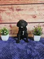 Spot F1b , a male Cavapoo for sale in Pittsford, MI – 3 of 3