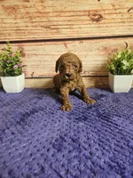 Nova F1b , a female Cavapoo for sale in Pittsford, MI – 5 of 5