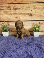 Hazel F1b , a female Cavapoo for sale in Pittsford, MI – 4 of 5