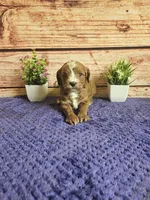 Luna F1b , a female Cavapoo for sale in Pittsford, MI – 2 of 5