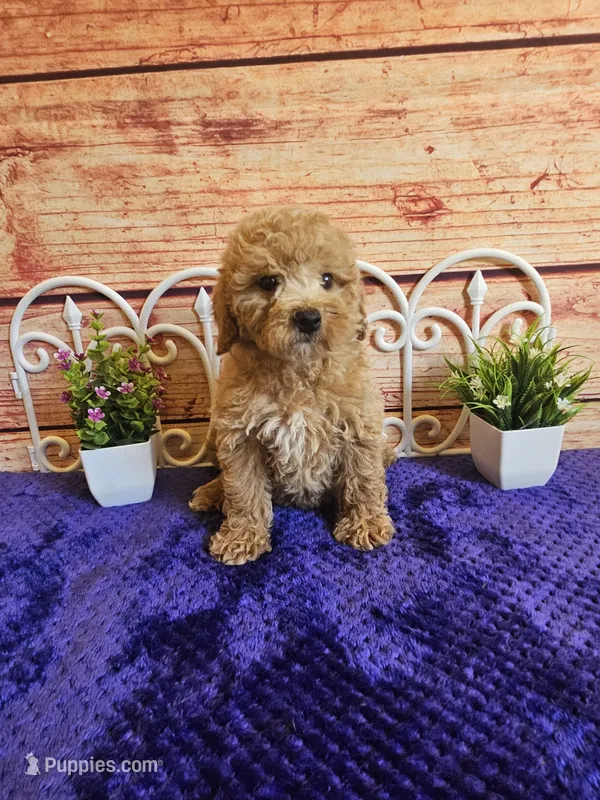 🩷Lily F1B 🩷 – Miniature Goldendoodle puppy for sale in Pittsford, MI