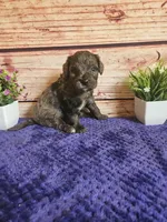 💙Rocky F1b 💙, a male Miniature Goldendoodle for sale in Pittsford, MI – 3 of 4