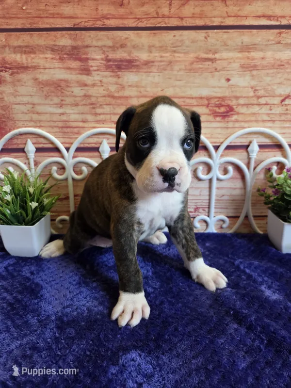 Dolly – Boxer puppy for sale in Pittsford, MI