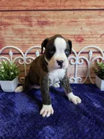 Dolly, a female Boxer for sale in Pittsford, MI – 1 of 4