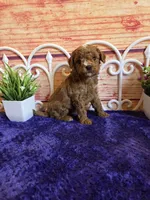 Ruger F1b, a male Cavapoo for sale in Pittsford, MI – 3 of 4