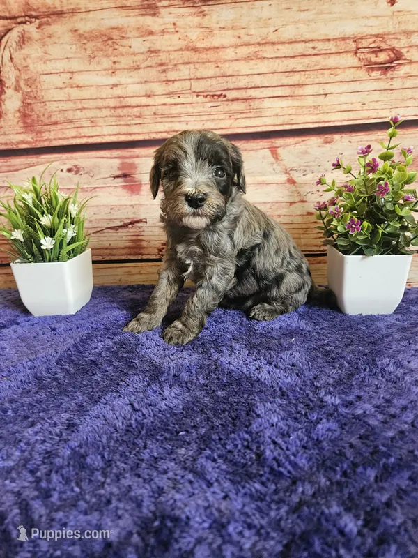 Hunter F1b  – Cavapoo puppy for sale in Pittsford, MI