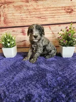 Hunter F1b , a male Cavapoo for sale in Pittsford, MI – 1 of 4