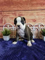 Dolly, a female Boxer for sale in Pittsford, MI – 2 of 4