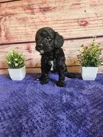 Spot F1b , a male Cavapoo for sale in Pittsford, MI – 2 of 3