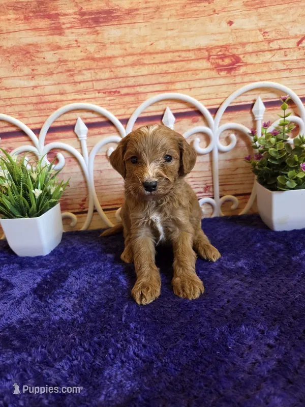 Timmy F1b – Cavapoo puppy for sale in Pittsford, MI