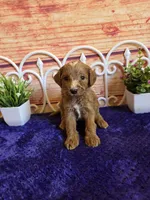 Timmy F1b, a male Cavapoo for sale in Pittsford, MI – 1 of 3